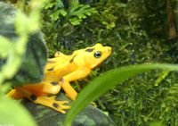 : Atelopus zeteki; Panamanian Golden Frog