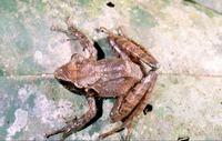 : Gephyromantis salegy; Salegy Forest Frog