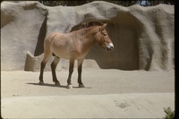 : Equus caballus przewalskii or equus ferus przewalskii; Przewalski's Horse