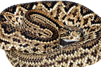 : Crotalus simus; Middle American Rattlesnake