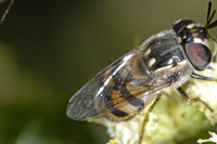 : Copestylum sp.