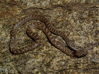 : Hypsiglena torquata; Night Snake