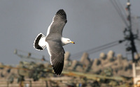 Adult winter Black-tailed Gull Larus crassirostris