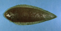 Symphurus plagiusa, Blackcheek tonguefish: fisheries
