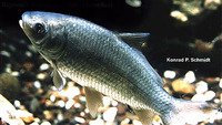 Ictiobus cyprinellus, Bigmouth buffalo: fisheries, aquaculture, gamefish