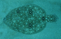 Ancylopsetta ommata, Gulf of Mexico ocellated flounder: