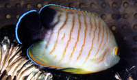 Centropyge eibli, Blacktail angelfish: aquarium