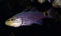 Cheilodipterus persicus, Persian cardinalfish: