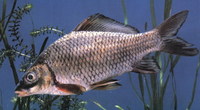 Cyprinus multitaeniata, : fisheries