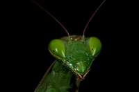 Mantis religiosa - Religious Mantis