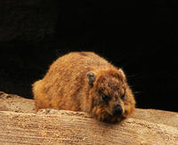 Image of: Procavia capensis (rock hyrax)