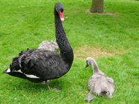 Cygnus atratus - Black Swan