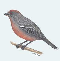 Image of: phytotoma rara (rufous-tailed plantcutter)