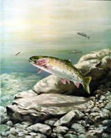 Image of: Oncorhynchus clarkii (cutthroat trout)