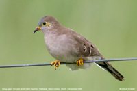 Long-tailed Ground-Dove - Uropelia campestris