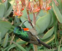 Greater Double-collared Sunbird - Cinnyris afer
