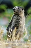 Grey Marmot ( Marmota aligata ) , portrait , Alaska stock photo