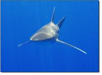 Oceanic White Tip Shark
