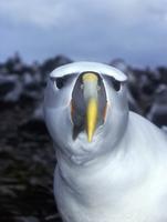 shy albatross (Thalassarche cauta)