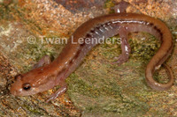 : Desmognathus ochrophaeus; Allegheny Mountain Dusky Salamander