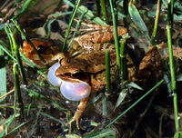 : Rana adenopleura