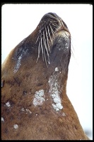 : Neophoca cinerea; Australian Sea Lion
