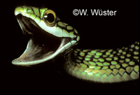 : Leptophis ahaetulla; Parrot Snake