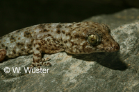 : Tarentola delalandii; Tenerife Gecko