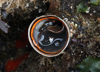 : Serpulorbis squamigerus; Scaled Worm Snail