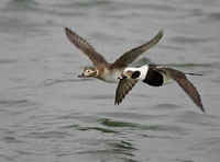 The Long-tailed Ducks is yet another attractive species of waterfowl