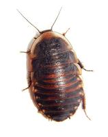 Byrsotria fumigata - Cuban Burrowing Cockroach