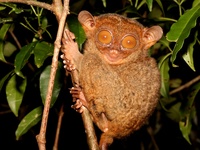 Tarsius syrichta photographed in March of 2006 using a Canon 5D camera and Canon 100mm f2.8 USM ...