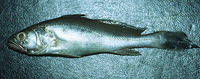 Cynoscion acoupa, Acoupa weakfish: fisheries, gamefish