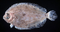 Pseudorhombus elevatus, Deep flounder: fisheries