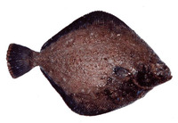 Clidoderma asperrimum, Roughscale sole: fisheries, gamefish