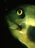 Uaru amphiacanthoides, Uaru: fisheries, aquarium