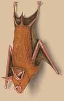 Image of: Asellia tridens (trident leaf-nosed bat)