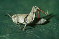 Image of: Dissosteira carolina (Carolina grasshopper)