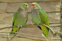 Amazona vinacea - Vinaceous Parrot