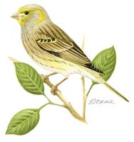 Image of: Serinus canaria (island canary)