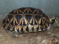 Geochelone platynota - Burmese Star Tortoise