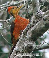 Orange-backed Woodpecker - Reinwardtipicus validus
