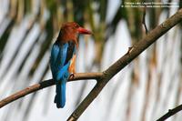 White-throated Kingfisher Scientific name - Halcyon smyrnensis