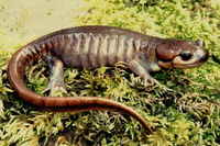 : Ambystoma gracile; Northwestern Salamander
