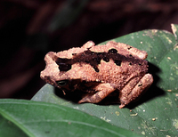 : Bufo margaritifer; South American Common Toad