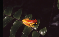 : Dendropsophus rhodopeplus