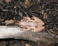 : Litoria dentata; Bleating Tree Frog