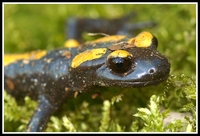 : Salamandra algira; Algerian Salamander