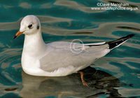 : Larus ridibundus; Black-headed Gull