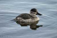 : Oxyura jamaicensis; Ruddy Duck
